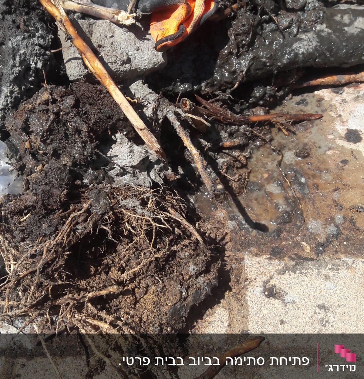 שורשים ולכלוך סתומים בצינור ביוב